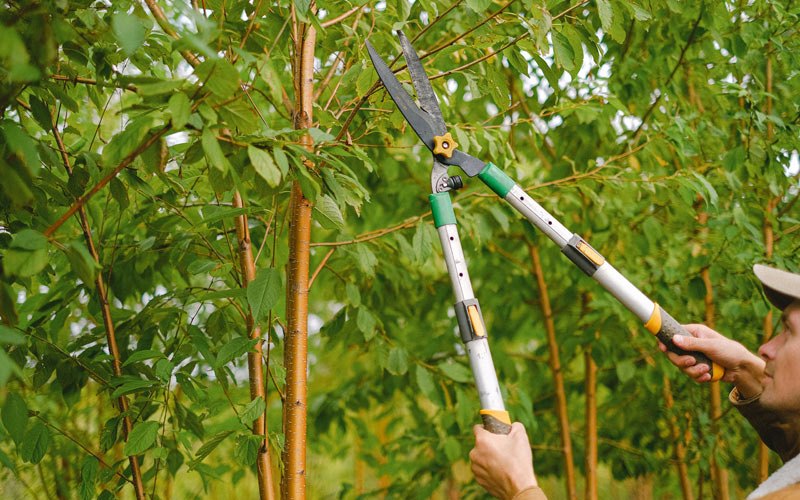 Tree trimming in Saint Libory, IL
