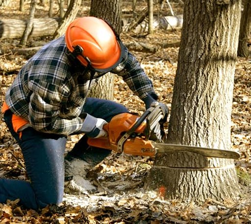 Tree Removal in Saint Libory, IL